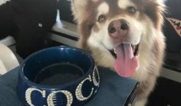 网红吃瓜狗子,揭秘娱乐圈背后的“狗仔”生活